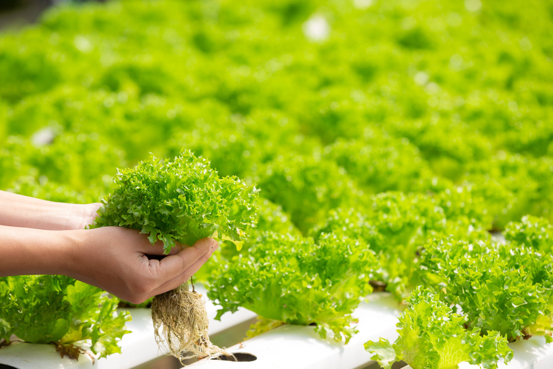 hydroponics-system-planting-vegetables-herbs-without-using-soil-health2