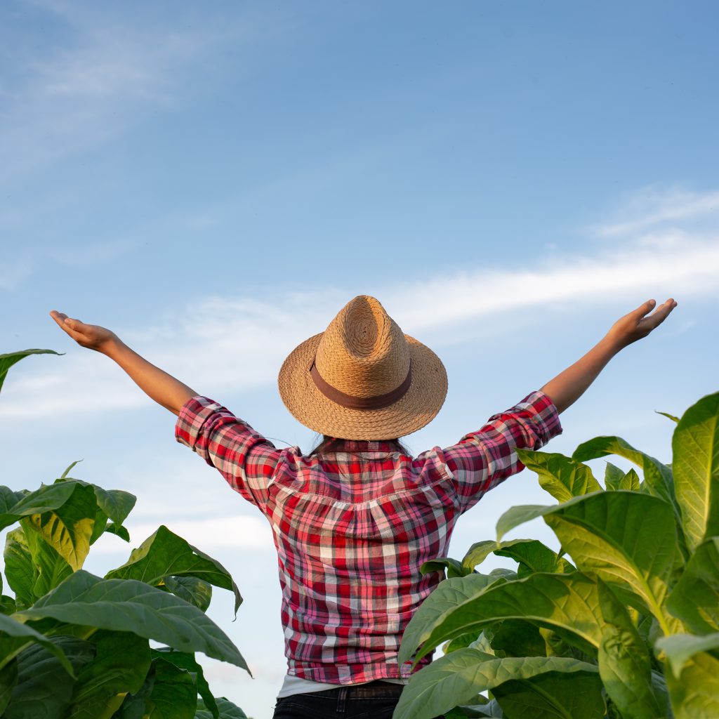 Agriculture for a joyful young woman in a tobacco plantation.