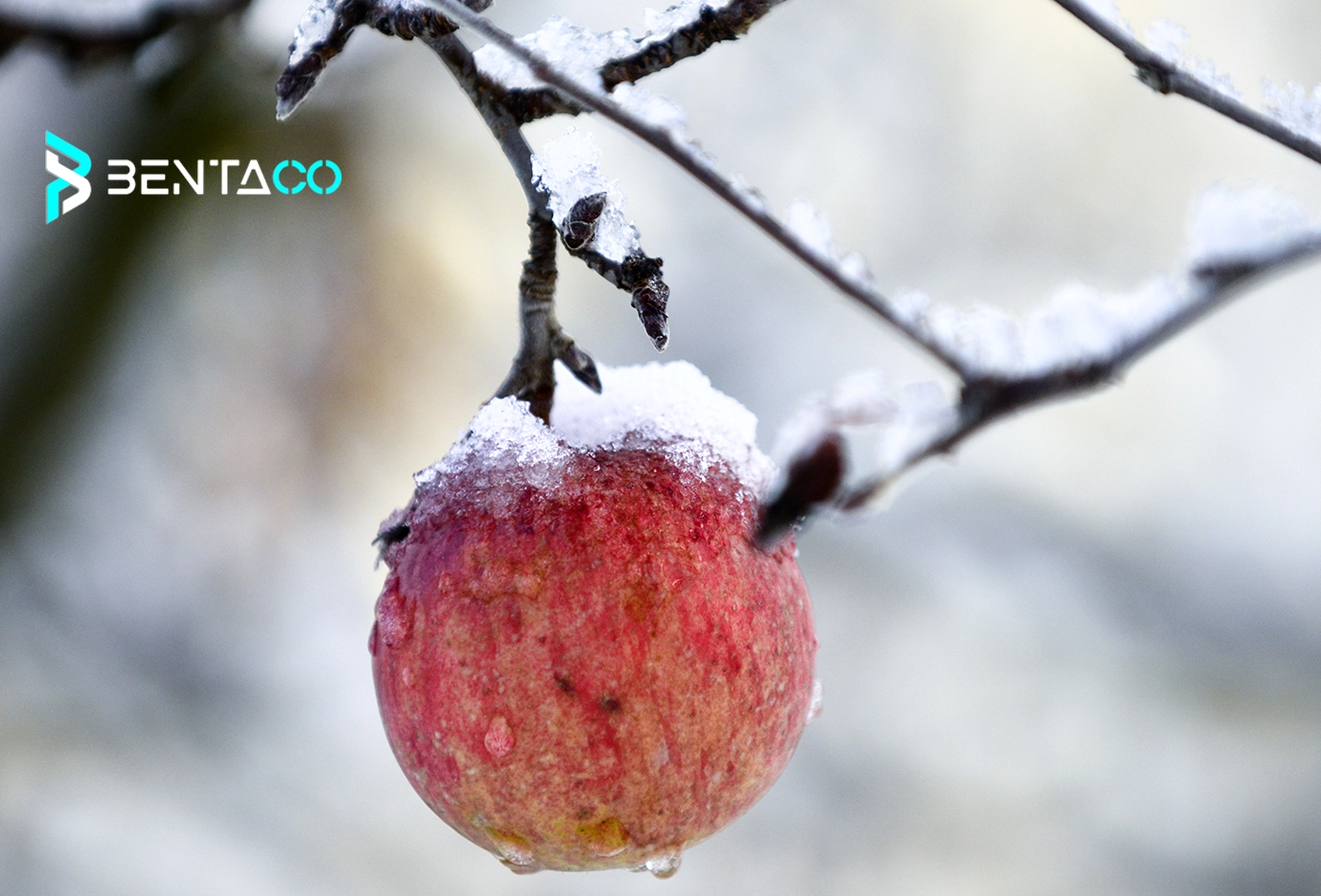 نیاز سرمایی در باغات سیب